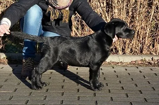 LABRADOR RETRIEVER, Wyjątkowe szczenięta ! Do odbi