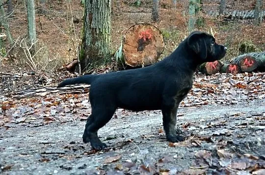 LABRADOR RETRIEVER, Wyjątkowe szczenięta ! Do odbi
