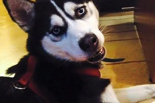 LUCKY- młoda, sympatyczna suczka husky do adopcji,  mazowieckie Warszawa
