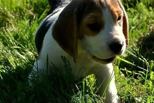 Beagle Piękne Szczenięta Polecam, Drogusza