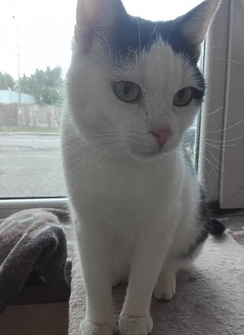 Rysiek - milutki kocurek czeka na adopcję, Łódzkie, Łódź