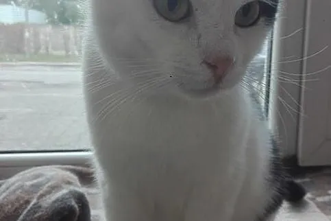 Rysiek - milutki kocurek czeka na adopcję, Łódzkie, Łódź