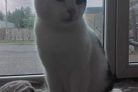 Rysiek - milutki kocurek czeka na adopcję, Łódzkie, Łódź