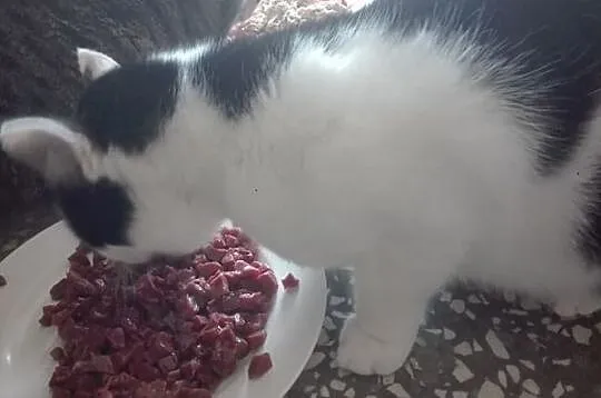 Rysiek - milutki kocurek czeka na adopcję, Łódzkie, Łódź