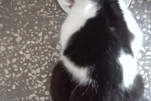 Rysiek - milutki kocurek czeka na adopcję, Łódzkie, Łódź
