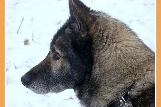 LUPUS-mix owczarek,duży,ważący 30 kg młody 3 letni