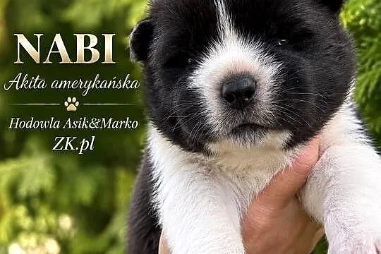 Akita amerykańska, Lubuskie, Gorzów Wielkopolski