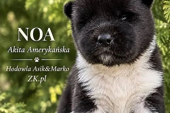 Akita amerykańska, Lubuskie, Gorzów Wielkopolski