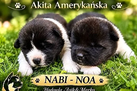 Akita amerykańska, Lubuskie, Gorzów Wielkopolski