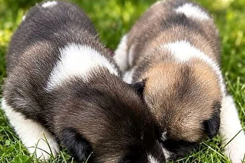 Akita amerykańska, Lubuskie, Gorzów Wielkopolski