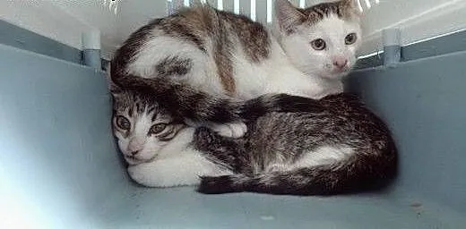 Bran&Lucy szukają domów! :), dolnośląskie Jel