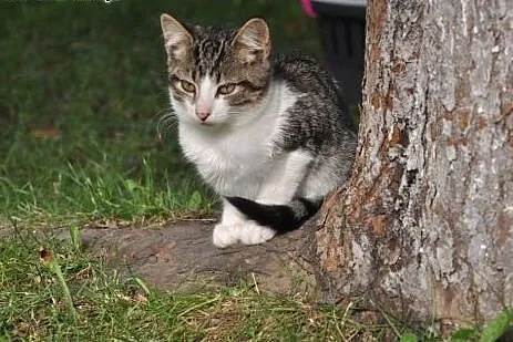 Bran&Lucy szukają domów! :),  dolnośląskie Jel