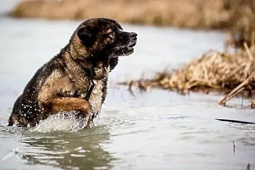 APSIK vel APE poleca się do adopcji,  małopolskie 