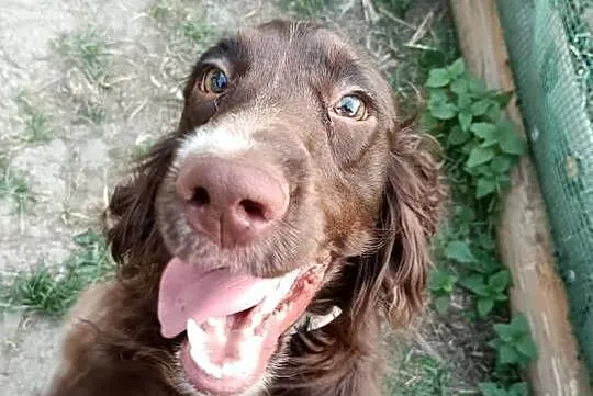 Pies roczny czekoladowe umaszczenie  cocker spaniel