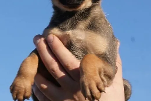 Malutki Rycerz - ROBUŚ - adopcja,  małopolskie Kra