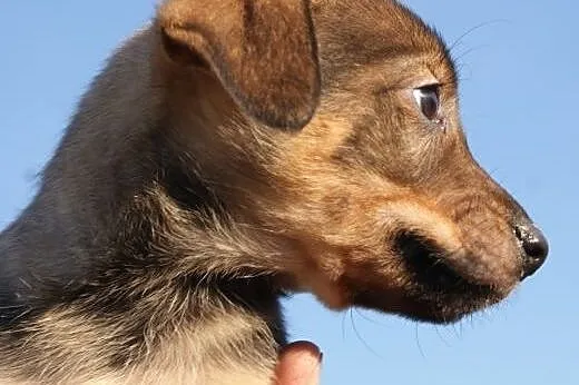 Malutki Rycerz - ROBUŚ - adopcja,  małopolskie Kra