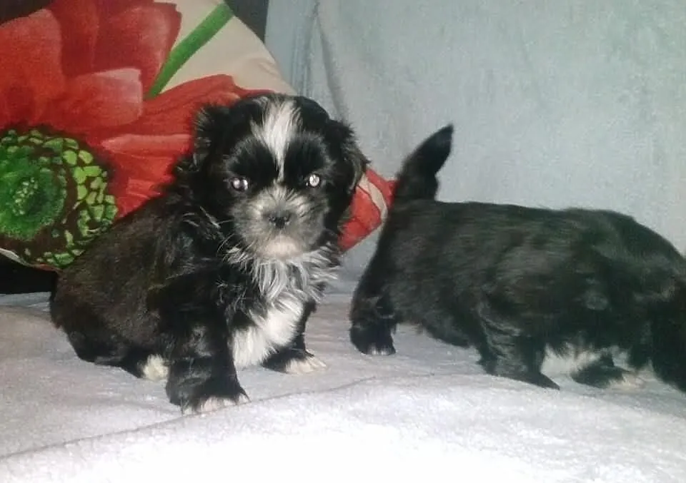 Shih-Tzu piękne suczki Zerknij Warto.