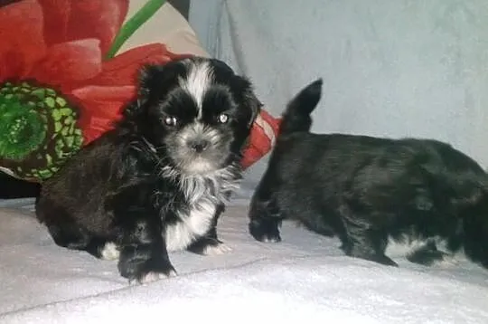 Shih-Tzu piękne suczki Zerknij Warto.