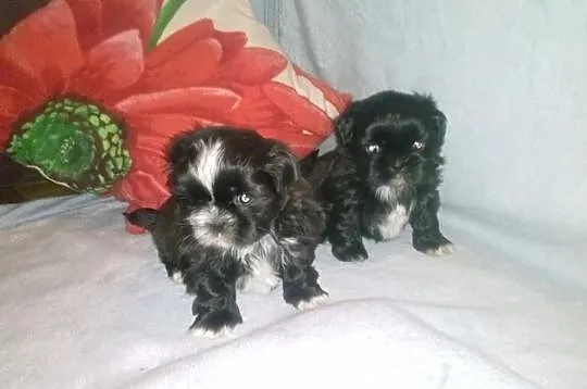 Shih-Tzu piękne suczki Zerknij Warto.