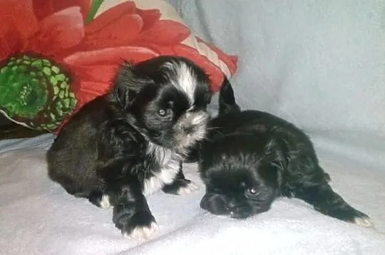 Shih-Tzu piękne suczki Zerknij Warto.