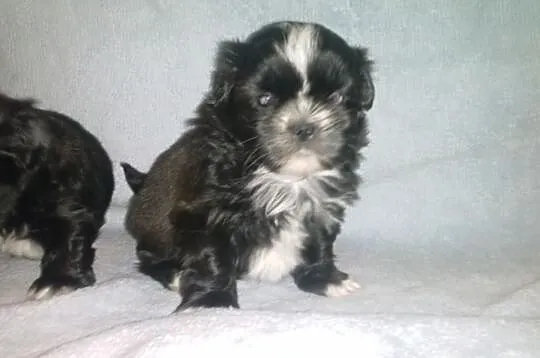 Shih-Tzu piękne suczki Zerknij Warto.