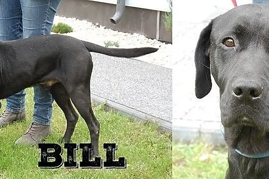 Bill - młody, pozytywny psiak pilnie szuka domu