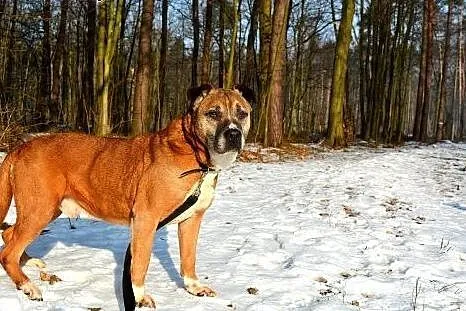 Staruszek MISTRZU BARDZO PILNIE SZUKA DOMU!!!,  łó