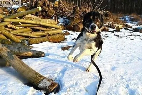 Pokochaj Hektora daj mu wspaniały domek na zawsze, Wielkopolskie, Poznań