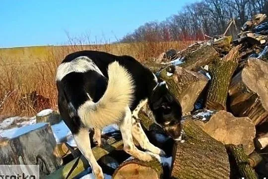 Pokochaj Hektora daj mu wspaniały domek na zawsze, Wielkopolskie, Poznań