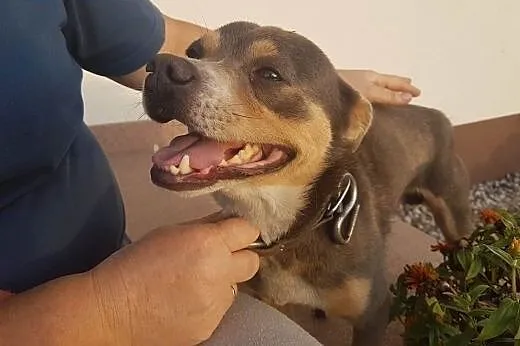 SZATAN! wielkie serce w małym ciele!,  mazowieckie