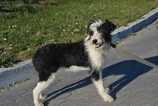 Deisy-mała,przestraszona sunia szuka odpowiedzialnego domu!