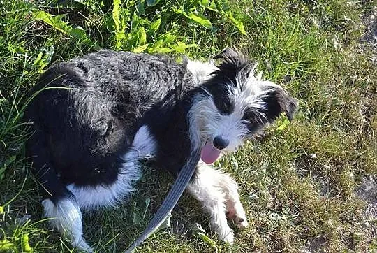 Deisy-mała,przestraszona sunia szuka odpowiedzialn