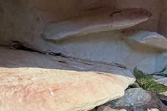 Wąż zbożowy z terrarium., Kujawsko-pomorskie, Dąbrowa Chełmińska