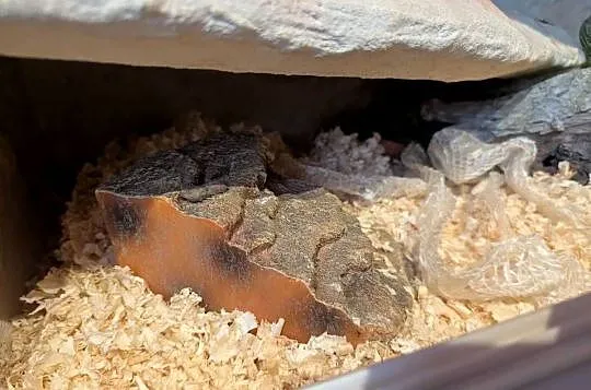 Wąż zbożowy z terrarium., Kujawsko-pomorskie, Dąbrowa Chełmińska