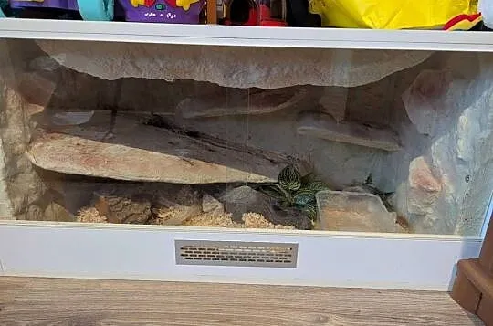 Wąż zbożowy z terrarium., Kujawsko-pomorskie, Dąbrowa Chełmińska