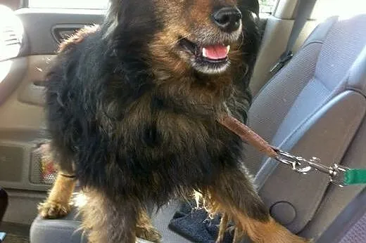 Jeżynek szuka domu!&#9829;,  dolnośląskie Jele