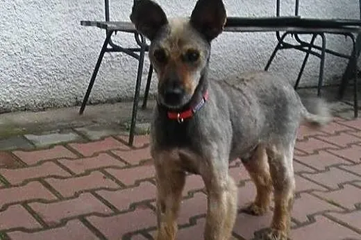 Jeżynek szuka domu!&#9829;,  dolnośląskie Jele