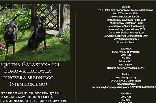 Pinczer średni (niemiecki) FCI po championach - zapowiedź miotu, Dolnośląskie, Wrocław