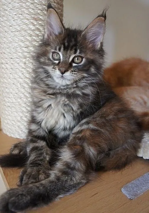 MAINE COON - do odbioru, dolnośląskie Wrocław