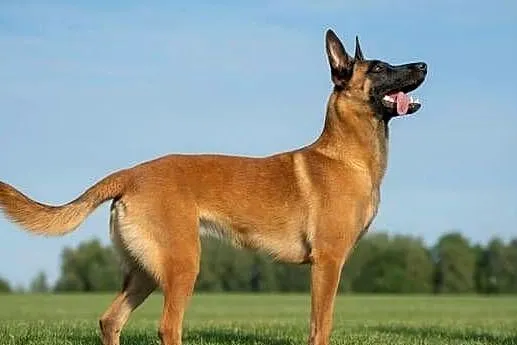 Owczarek Belgijski Malionois