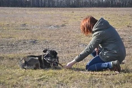 Timi czeka samotnie w schronisku, nie zna świata, 
