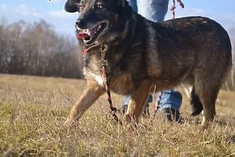 Timi czeka samotnie w schronisku, nie zna świata, 