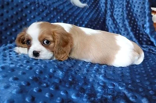 Cavalier King Charles Spaniel FCI