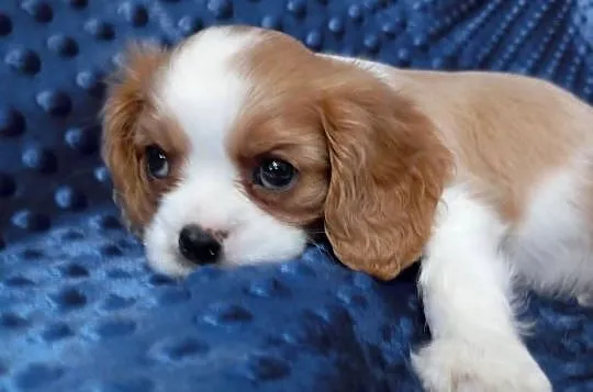 Cavalier King Charles Spaniel FCI, Śląskie, Będzin