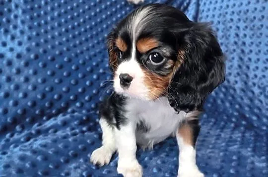 Cavalier King Charles Spaniel FCI, Śląskie, Będzin