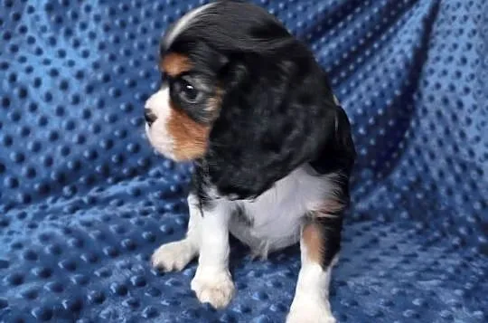 Cavalier King Charles Spaniel FCI, Śląskie, Będzin