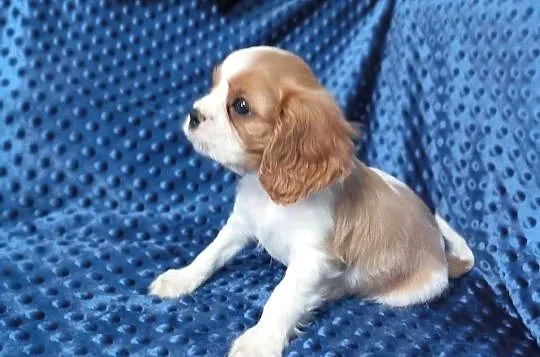 Cavalier King Charles Spaniel FCI, Śląskie, Będzin