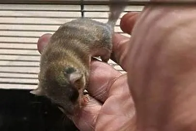 Popielica Afrykanska