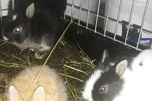 Kroliki teddy, Małopolskie, Szczucin