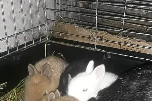 Kroliki teddy, Małopolskie, Szczucin